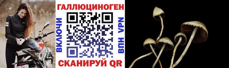 Псилоцибиновые грибы Cubensis  Буйнакск 